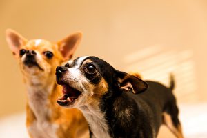 ¿Por qué los perros ladran a sus dueños?