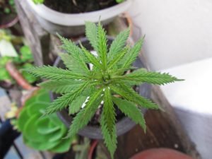 ¿Por qué es legal la plantación de cannabis en España?