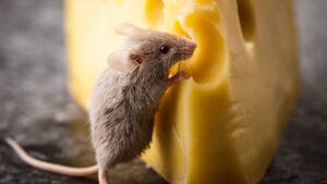 ¿Por qué a los ratones les gusta el queso?